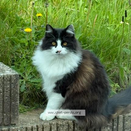 Foto 1/1 Wally Chat perdido en Querqueville