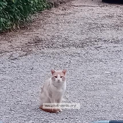 Foto 1/1 Gato encontrado Encontrado en Bressols