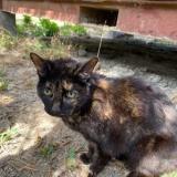 Foto de gato encontrado en St Mathieu De Treviers