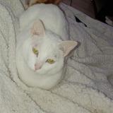 Foto del gato perdido en Quilly