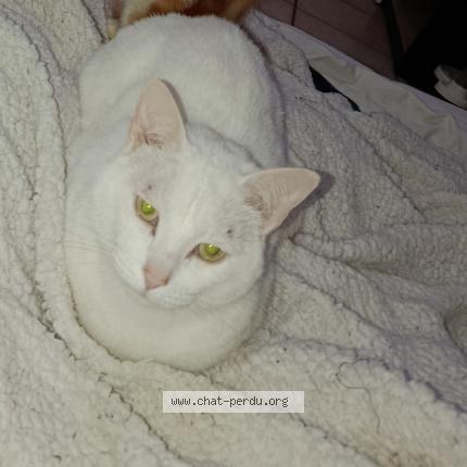 Foto 1/1 Flocon Chat perdido en Quilly