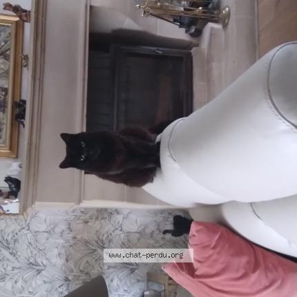 Foto 1/1 Loulou Chat perdido en Cherbourg octeville