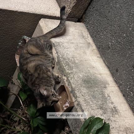 Foto 1/1 Gato encontrado Encontrado en Geneve