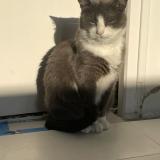 Foto del gato perdido en La Tranche Sur Mer