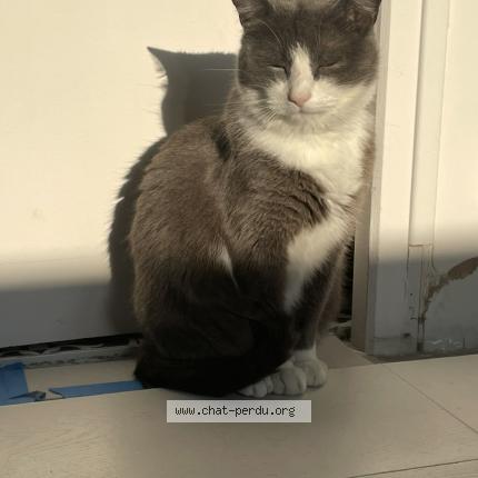 Foto 1/1 Junior Chat perdido en La tranche sur mer