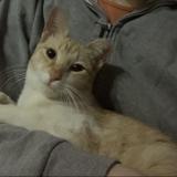 Foto del gato perdido en Alger Hydra