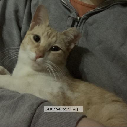 Foto 1/1 Bichou Chat perdido en Alger hydra