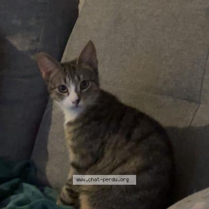 Foto 1/1 Héra Chat perdido en Barby