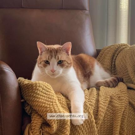 Foto 1/1 Bambi Chat perdido en St michel