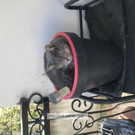 Foto 2/3 Mimine Chat perdido en Montlucon