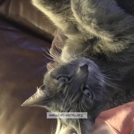 Foto 3/3 Mimine Chat perdido en Montlucon