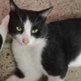 Foto del gato perdido en Askari 5 Cantt