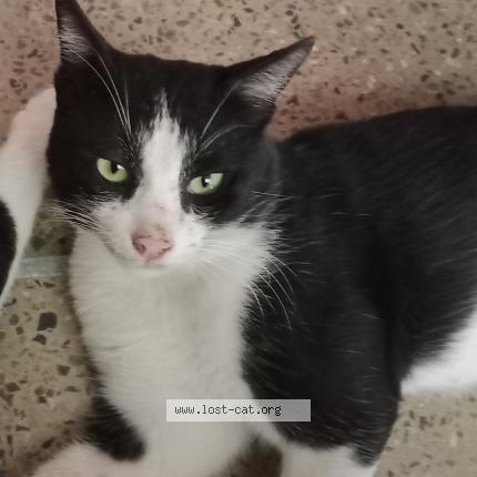 Foto 1/1 Tom Chat perdido en Askari 5 cantt