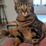 Foto del gato perdido en Marpent