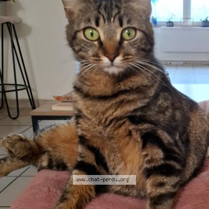 Foto 1/1 Giny Chat perdido en Marpent