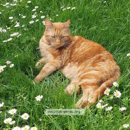 Foto 1/1 Doudou Chat perdido en Serigne