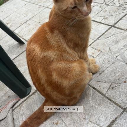 Foto 1/2 Caramel Chat perdido en Gagny