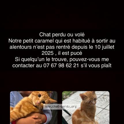 Foto 2/2 Caramel Chat perdido en Gagny