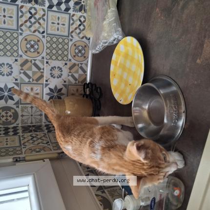 Foto 1/1 Gato encontrado Encontrado en Saint paul les dax