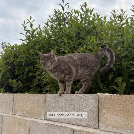Foto 1/1 Chausette Chat perdido en Eaux puiseaux