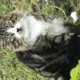 Foto del gato perdido en Biganos