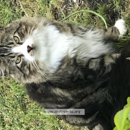 Foto 1/1 Roy Chat perdido en Biganos