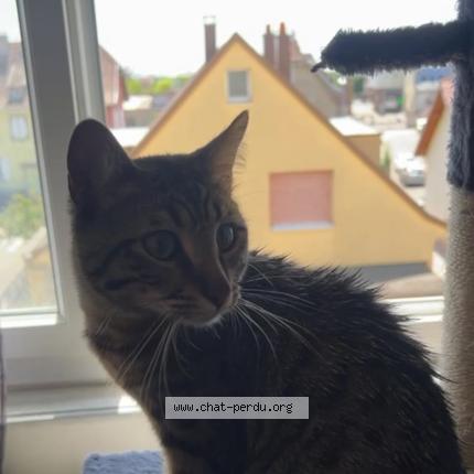 Foto 2/2 Bandit Chat perdido en Selestat