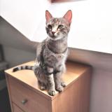 Foto del gato perdido en Plouy Louvet