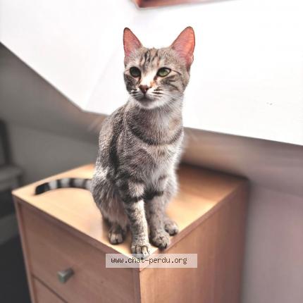 Foto 1/1 Unik Chat perdido en Plouy louvet