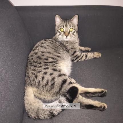 Foto 1/1 Mushu Chat perdido en Nice