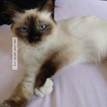 Foto 1/1 Praline Chat perdido en Lagny sur marne