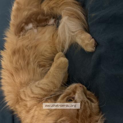 Foto 4/4 shems Chat perdido en Amiens