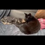 Foto del gato perdido en Huismes