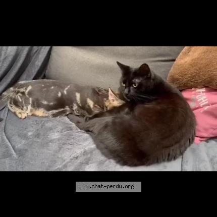 Foto 1/1 Onyx Chat perdido en Huismes