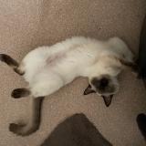 Foto del gato perdido en Angers