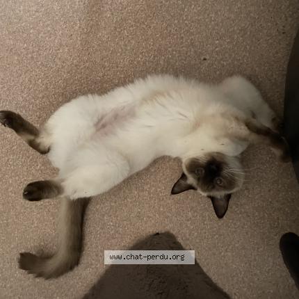 Foto 1/1 Gaïa Chat perdido en Angers