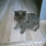 Foto del gato perdido en Karachi