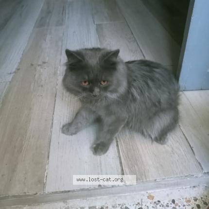 Foto 1/3 Leo Chat perdido en Karachi