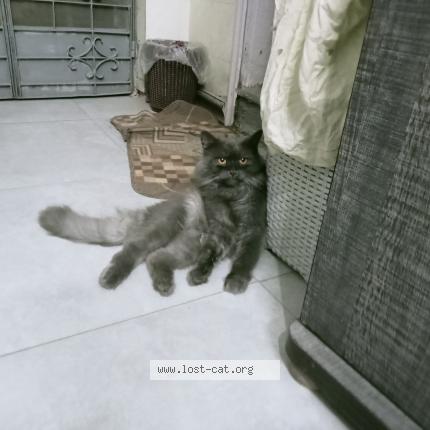 Foto 2/3 Leo Chat perdido en Karachi