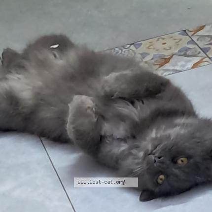 Foto 3/3 Leo Chat perdido en Karachi