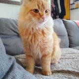 Foto del gato perdido en La Montagne