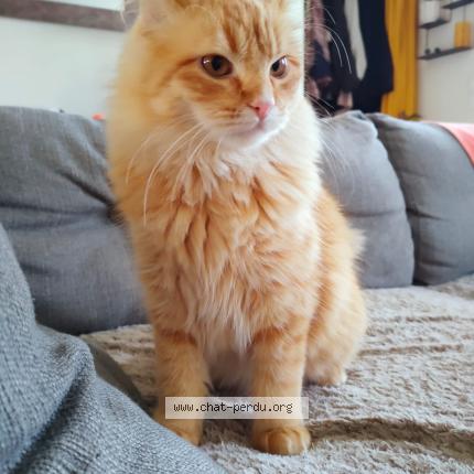 Foto 1/1 Cannelle Chat perdido en La montagne