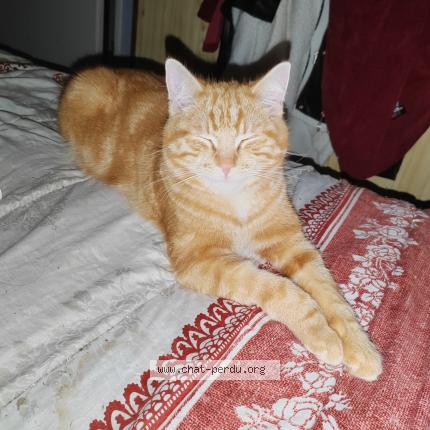 Foto 1/1 Wally Chat perdido en Villers sur le roule