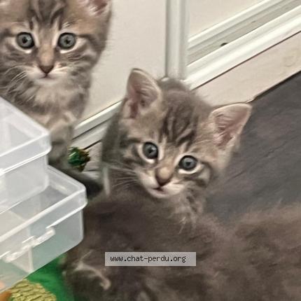 Foto 1/1 Pouchpouch Chat perdido en Livry gargan