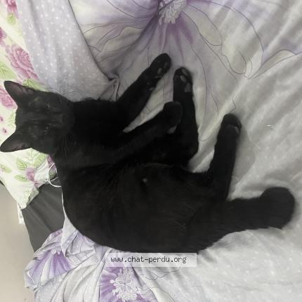 Foto 1/1 Chocolat Chat perdido en Marseille