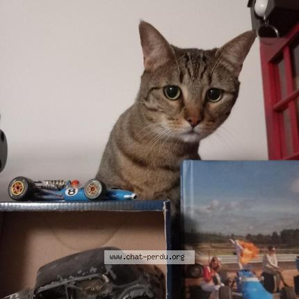 Foto 1/1 Wendy Chat perdido en Dugny