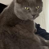 Foto del gato perdido en Yssingeaux