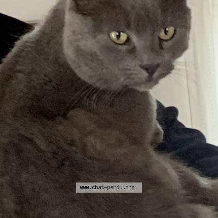 Foto 1/1 Lulu Chat perdido en Yssingeaux