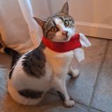 Foto del gato perdido en La Fare Les Oliviers