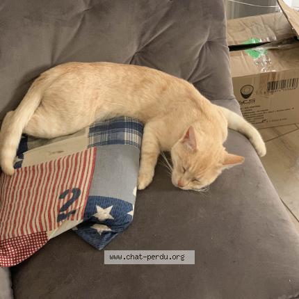 Foto 1/5 uber Chat perdido en Saint mars du desert